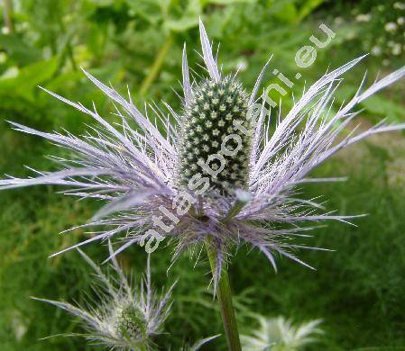 Eryngium alpinum L.