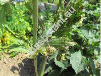 Eryngium alpinum L.