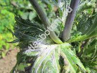 Eryngium alpinum L.