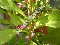 Impatiens balsamina L. (Balsamina foemina Gaertn., Balsamina hortensis Desp.)