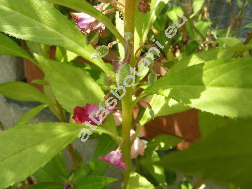 Impatiens balsamina L. (Balsamina foemina Gaertn., Balsamina hortensis Desp.)