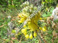 Allium flavum L. (Cepa flava (L.) Moench)