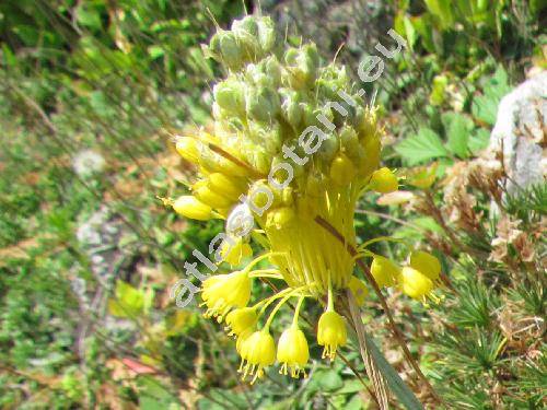 Allium flavum L. (Cepa flava (L.) Moench)