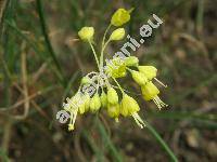 Allium flavum L. (Cepa flava (L.) Moench)