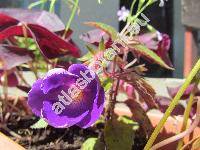 Achimenes longiflora (Achimenes longiflora DC.,  Gesneria longiflora Kunth)