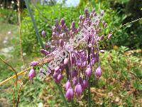 Allium pulchellum G. Don (Allium cirrhosum Vand., Allium carinatum subsp. pulchellum)