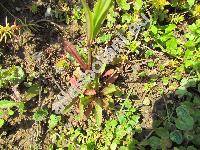 Lychnis flos-cuculi L. (Coronaria flos-cuculi (L.) Braun)