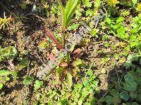 Lychnis flos-cuculi L. (Coronaria flos-cuculi (L.) Braun)