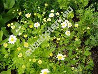 Pyrethrum parthenium (L.) Sm. (Chrysanthemum parthenium (L.) Berth., Tanacetum parthenium (L.) Schlutz-Bip.)