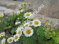 Pyrethrum parthenium (L.) Sm. (Chrysanthemum parthenium (L.) Berth., Tanacetum parthenium (L.) Schlutz-Bip.)