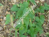 Phyteuma spicatum L. (Phyteuma betonicaefolium Schmidt, Phyteuma scorzoneraefolium)