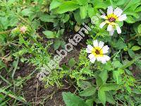 Ismelia versicolor Cass. (Chrysanthemum carinatum Schous., Leucanthemum carinatum L., Ismelia carinata (Schous.))