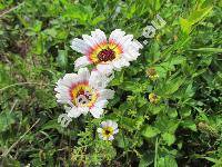 Ismelia versicolor Cass. (Chrysanthemum carinatum Schous., Leucanthemum carinatum L., Ismelia carinata (Schous.))