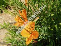 Alstroemeria x hybrida