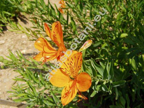 Alstroemeria x hybrida