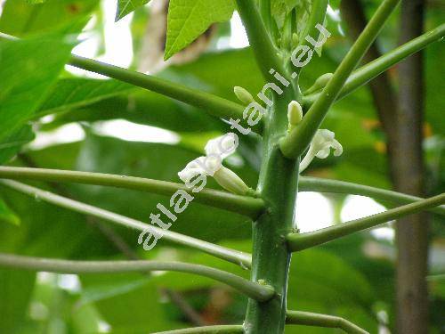 Carica papaya L.