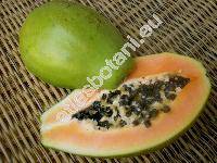 Carica papaya L.