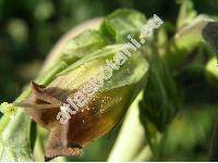 Atropa bella-donna L.