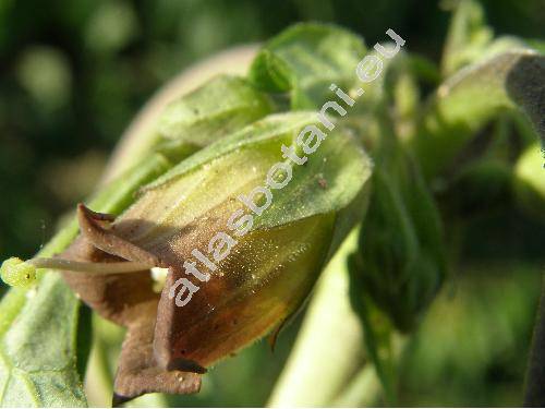 Atropa bella-donna L.