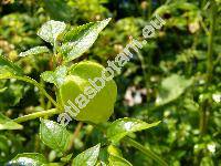 Physalis philadelphica Lamk. (Physalis ixocarpa Brot. ex DC.)