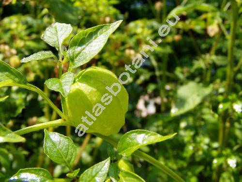 Physalis philadelphica Lamk. (Physalis ixocarpa Brot. ex DC.)