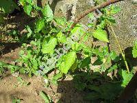 Physalis philadelphica Lamk. (Physalis ixocarpa Brot. ex DC.)