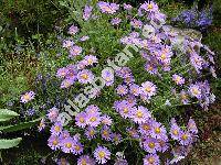 Aster tongolensis Franch. (Aster subcaeruleus Moore, Diplactis tongolensis (Franchet) Semple)