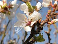 Prunus tomentosa Thunb. (Cerasus tomentosa (Thunb.) Wall.)