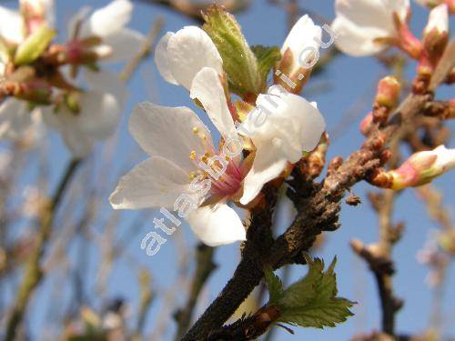 Prunus tomentosa Thunb. (Cerasus tomentosa (Thunb.) Wall.)