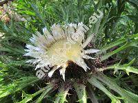 Carlina acaulis subsp. caulescens (Lamk.) (Carlina acaulis subsp. caulescens (Lamk.) Schbl. et Mart., Carlina acaulis subsp. simplex (W. et K.) Nyman, Carlina aggregata, Carlina simplex)