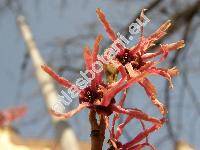 Hamamelis x intermedia (Hamamelis x intermedia Rehd., Hamamelis japonica x Hamamelis mollis)