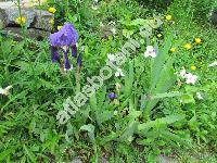 Iris germanica L. (Iris xgermanica L.)