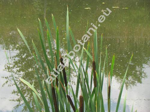 Typha latifolia L.