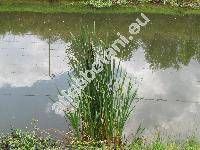 Typha latifolia L.