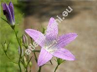 Campanula patula L.