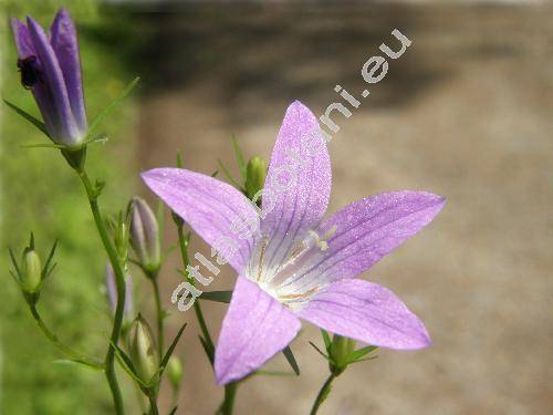 Campanula patula L.