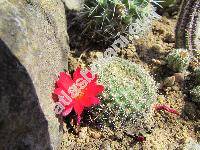 Rebutia albiareolata (Rebutia albiareolata Ritt., Aylostera)