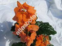 Crossandra 'Fortuna'