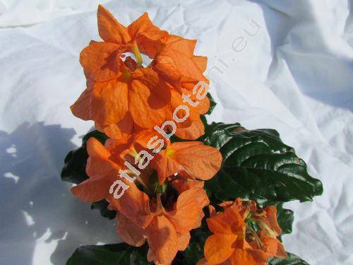 Crossandra 'Fortuna'