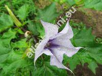 Datura stramonium var. tatula (L.) Torr. (Stramonium vulgare Hill, Stramonium spinosum Lam.)