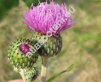 Cirsium pannonicum (Carduus pannonicus L., Cnicus pannonicus, Cirsium serrartuloideus Kostel.)