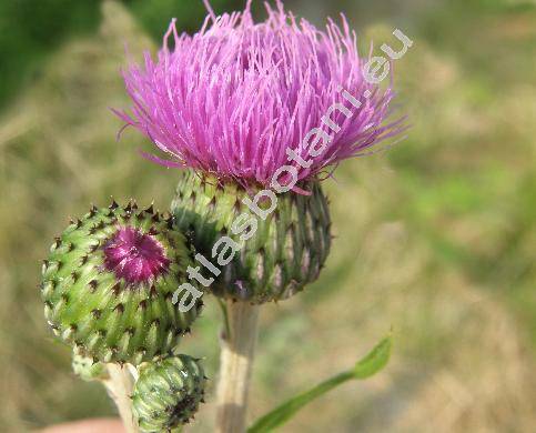 Cirsium pannonicum (Carduus pannonicus L., Cnicus pannonicus, Cirsium serrartuloideus Kostel.)