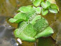 Salvinia natans (L.) All. (Marsilea natans L.)