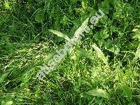 Persicaria amphibia (L.) Delarbre (Polygonum amphibium L., Polygonum salicifolium Schur, Chulusium amphibium (L.) Rafin.)