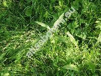 Persicaria amphibia (L.) Delarbre (Polygonum amphibium L., Polygonum salicifolium Schur, Chulusium amphibium (L.) Rafin.)