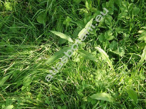 Persicaria amphibia (L.) Delarbre (Polygonum amphibium L., Polygonum salicifolium Schur, Chulusium amphibium (L.) Rafin.)