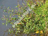 Persicaria hydropiper (L.) Delarbe (Polygonum hydropiper L.)