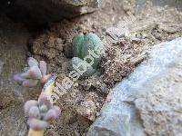 Pleiospilos bolusii (Pleiospilos bolusii (Hook. f.) N. E. Br., Mesembryanthemum bolusii)