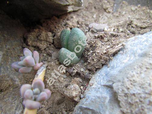 Pleiospilos bolusii (Pleiospilos bolusii (Hook. f.) N. E. Br., Mesembryanthemum bolusii)