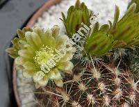 Echinocereus chloranthus (Echinocereus  viridiflorus subsp. chloranthus (Engelm.) Taylor)